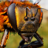 Animalia - Honeybee