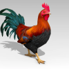 Rooster