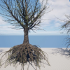Huge Tree Pack ( Internal Trees )