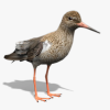 Redshank