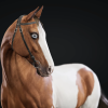 Horse Herd 2.0