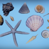 Seashells and Starfishes