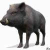 Wild Boar - Male