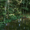 Beech Forest Ecosystem
