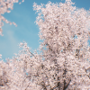 Sakura - Cherry blossom