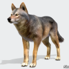 Wolf - Male