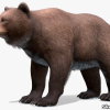 Bear - Female