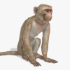 Macaque
