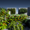 Courtyard Vine