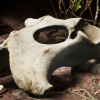 Dry Animal Bones - Photoscan Vol 2.