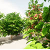 Fruits and vegetables