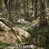 Procedural Oak Forest