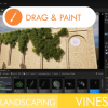 Landscaping Vines 1