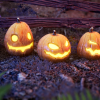 Halloween Pumpkins / 10+ Variations & Vegetation
