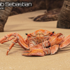 Royal Crab - King Sebastian - Rock Land Creature - #18