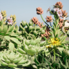 Succulent plant desert potting