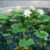 Water tank Aquatic_plants