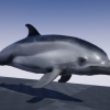 OCEAN LIFE: DOLPHIN