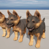 Puppy - Shepherd
