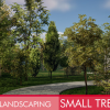 Landscaping Small Trees 1