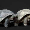 Galapagos Tortoise