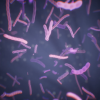 Microscopic Organisms