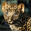 Animalia - Leopard (young)