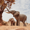 African Elephants