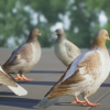 Realistic 3D Pigeon & Animations Pack