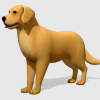 Retriever dog