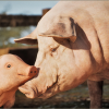 Animalia - Pig (pack)