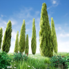 Garden and Park Vegetation Cypresses and flower bushes