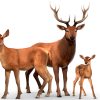 Red Deer Family