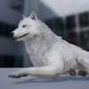 Realistic Wolf