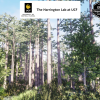 Dome Swamp Habitat Brush