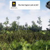 Mesic Flatwoods Habitat Brush