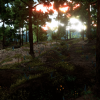 Procedural Nature Generator v1.0.2 UE5.3