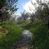 Nanite Foliage V2