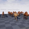 African Animal - Camel (Dromedary)