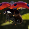 Animalia - Ladybug