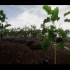 Full Interactive Physic Plants with Fruits and Veg - Dynamic System R13