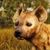 Animalia - Spotted Hyena (male)
