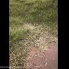 Nanite Grass Vol.1