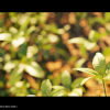 Nanite Plant Vol.1