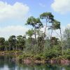 The Pine Environment (Foliage , Island , PCG , Nature , River )