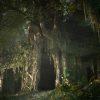 Deep in the Forest