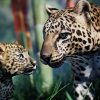 Animalia - Leopard (pack)