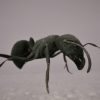 Ants