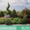 Landscaping Bushes 1