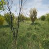 Hazel Bushes